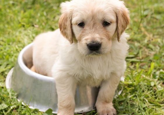 Les avantages du chien qui ne perd pas ses poils...