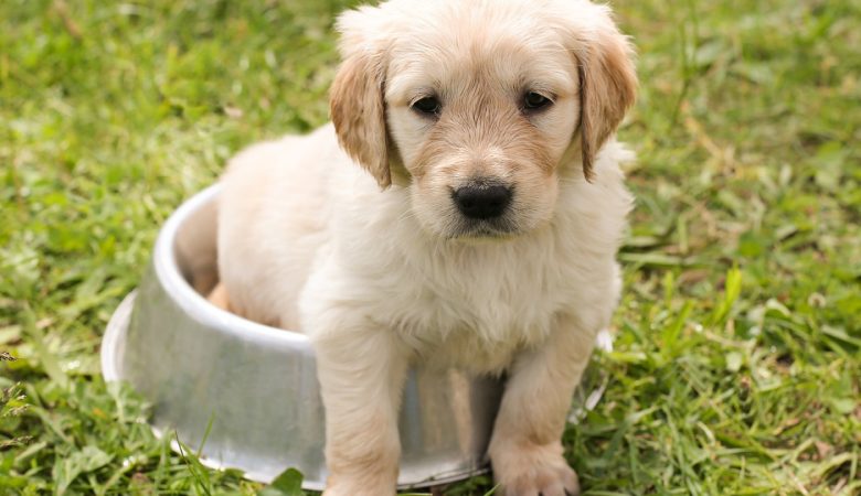 Les avantages du chien qui ne perd pas ses poils...