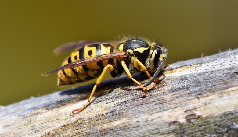 Élimination des nids de guêpes à Toulon : méthodes efficaces