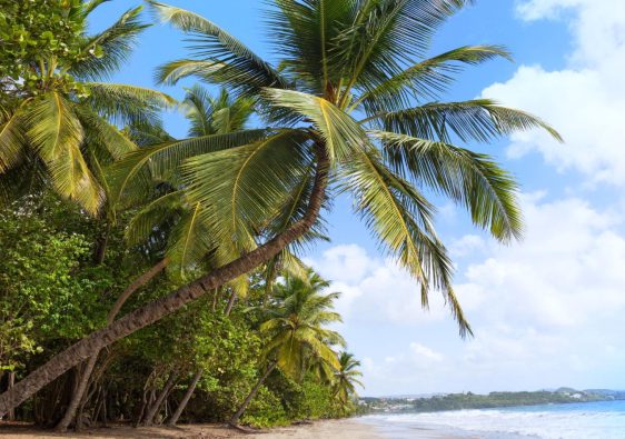 Découvrir la Martinique : les itinéraires incontournables en voiture