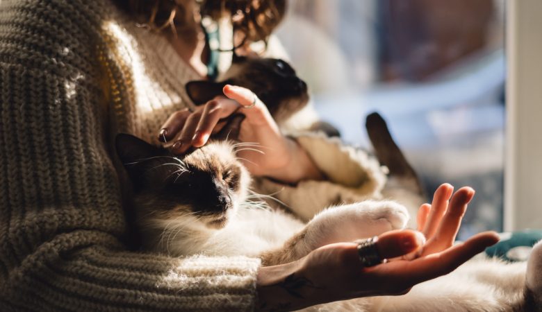 Les animaux à adopter : comment trouver le partenaire idéal pour vous ?