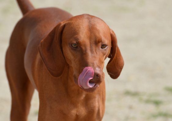 Les oreilles de porc : une friandise à mâcher qui réveille les sens de votre chien
