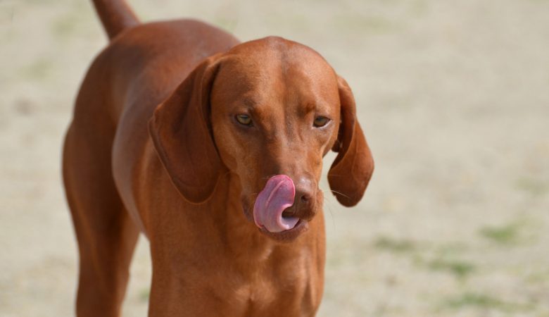 Les oreilles de porc : une friandise à mâcher qui réveille les sens de votre chien