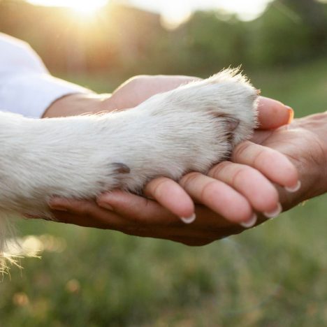 Les oreilles de porc : une friandise à mâcher qui réveille les sens de votre chien