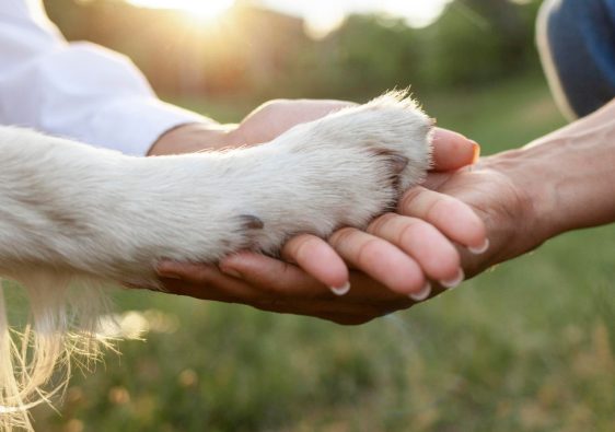 Assurer votre chien : trois arguments clés pour protéger son compagnon