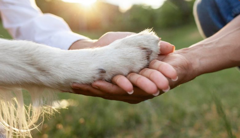 Assurer votre chien : trois arguments clés pour protéger son compagnon