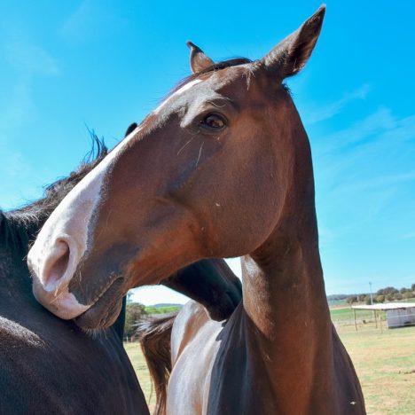 Les croisières dans les Caraïbes : ce que les voyageurs en disent vraiment