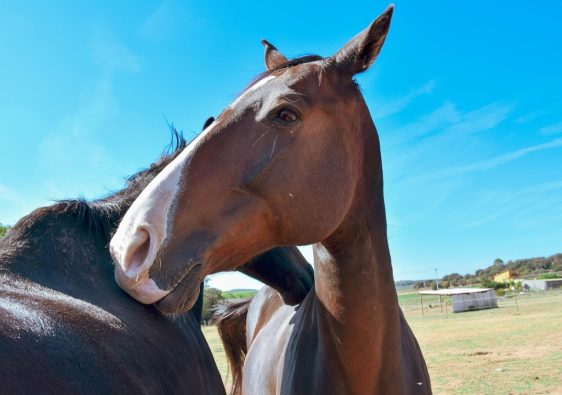 Calovet pour chevaux : le complément qui change tout pour les peaux sensibles