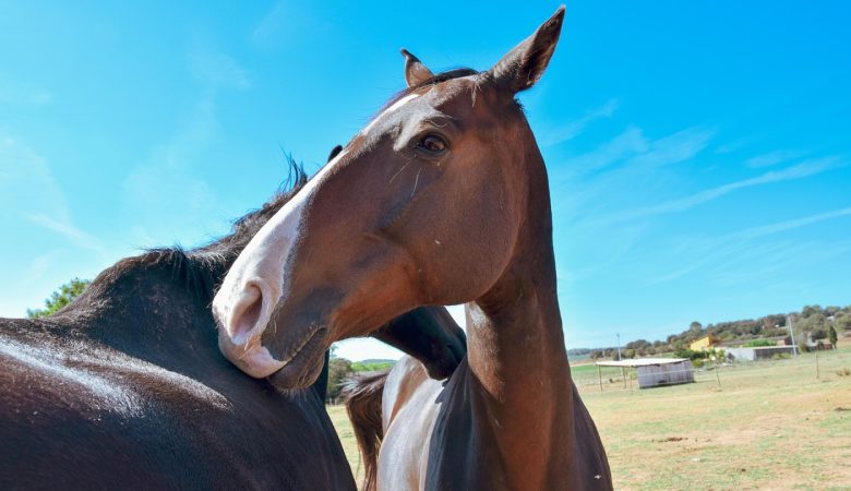 Calovet pour chevaux : le complément qui change tout pour les peaux sensibles