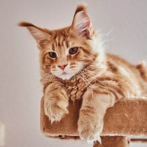 Pourquoi souscrire une assurance pour vos animaux de compagnie ?