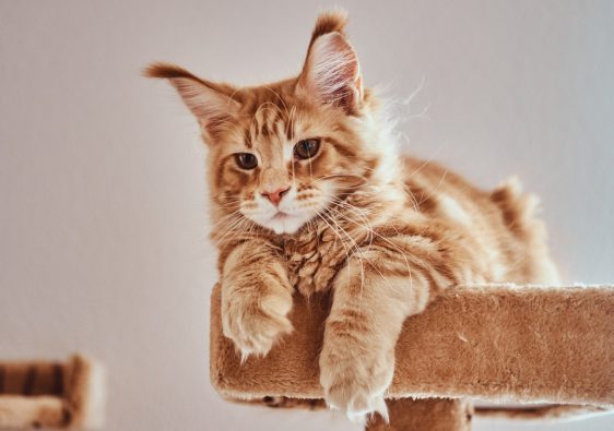 Le soin chez le Maine-Coon : comprendre et maîtriser l’entretien de cette race