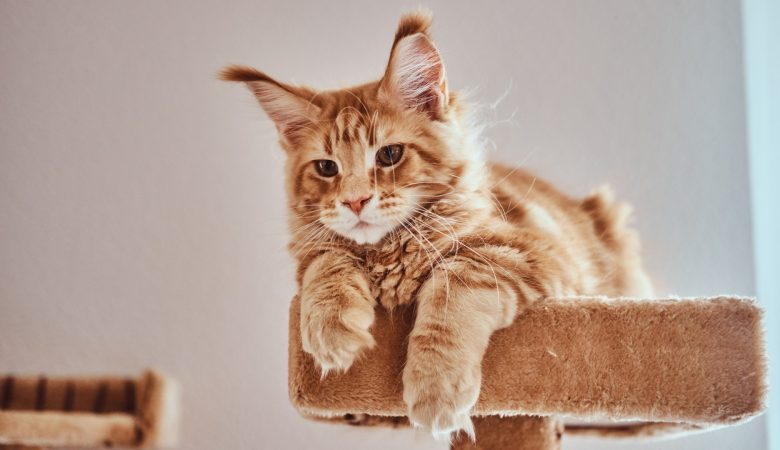 Le soin chez le Maine-Coon : comprendre et maîtriser l’entretien de cette race